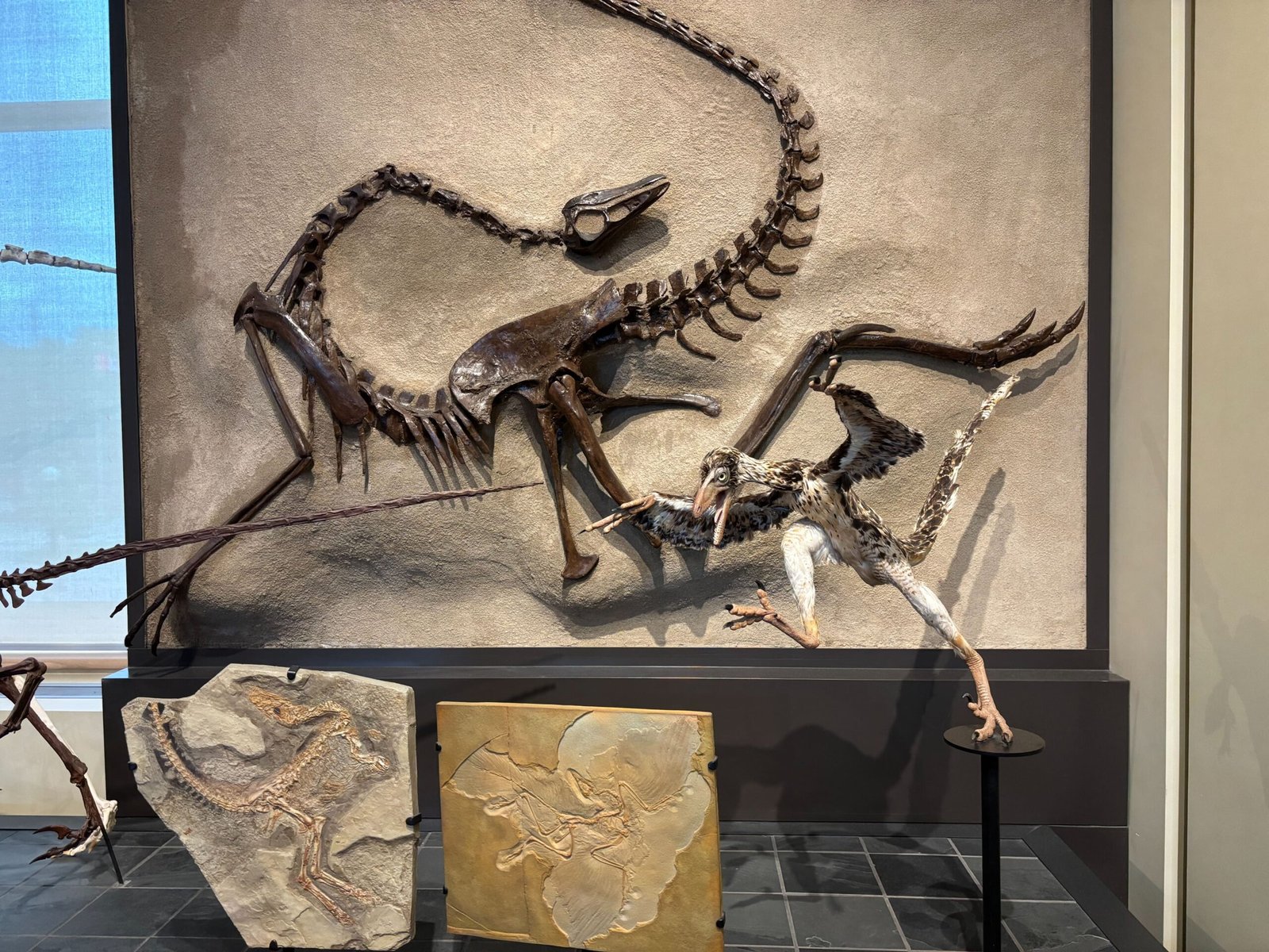 Fossil and life model of a feathered dinosaur showing evolution to birds