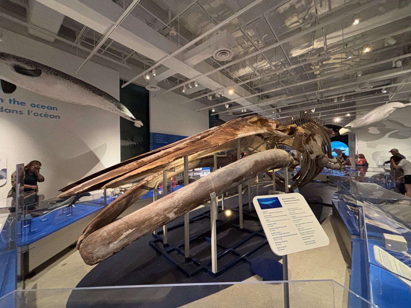 Blue whale skeleton displayed in the marine life gallery