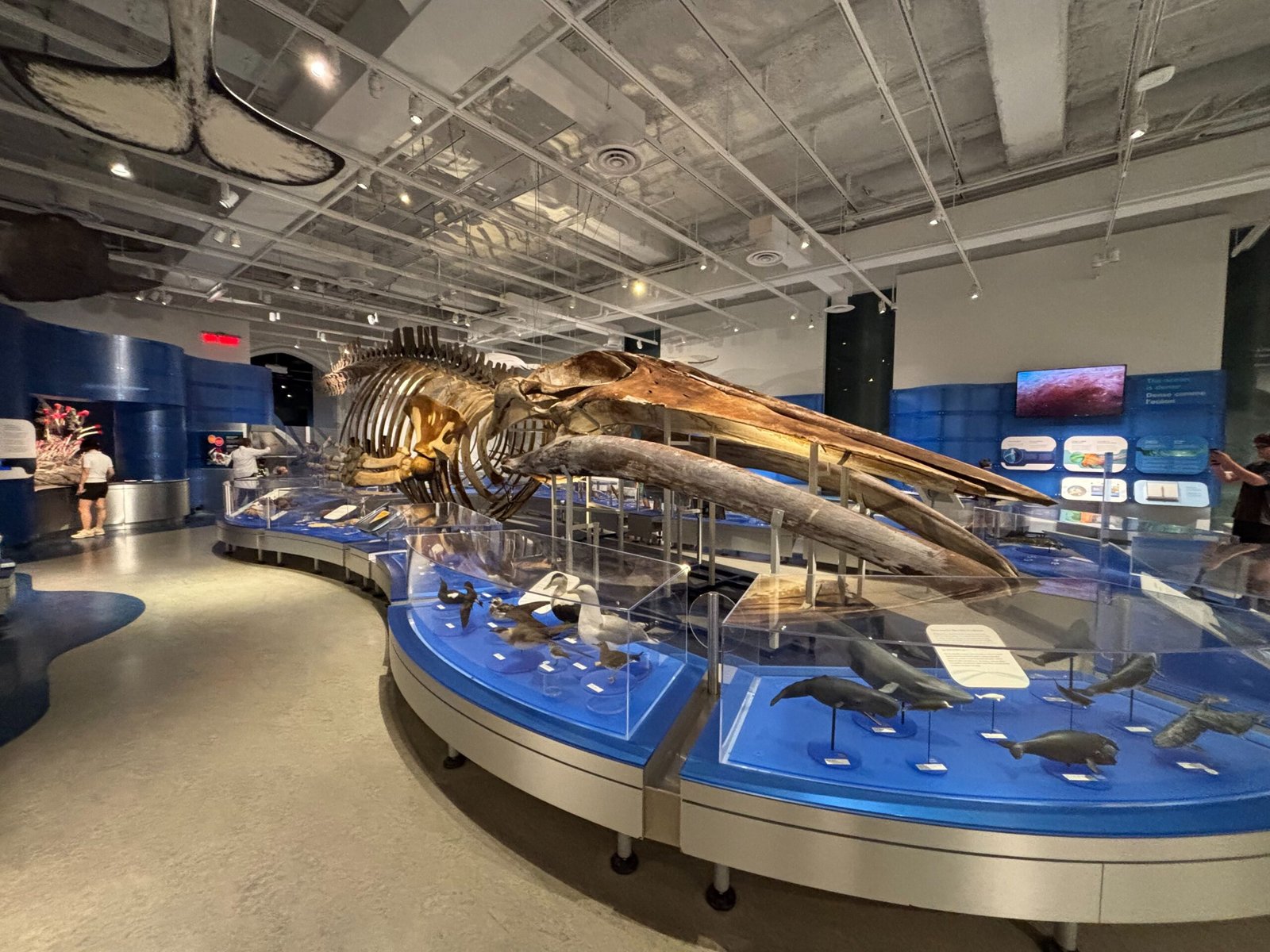 Blue whale skeleton with surrounding marine mammal models in a museum gallery