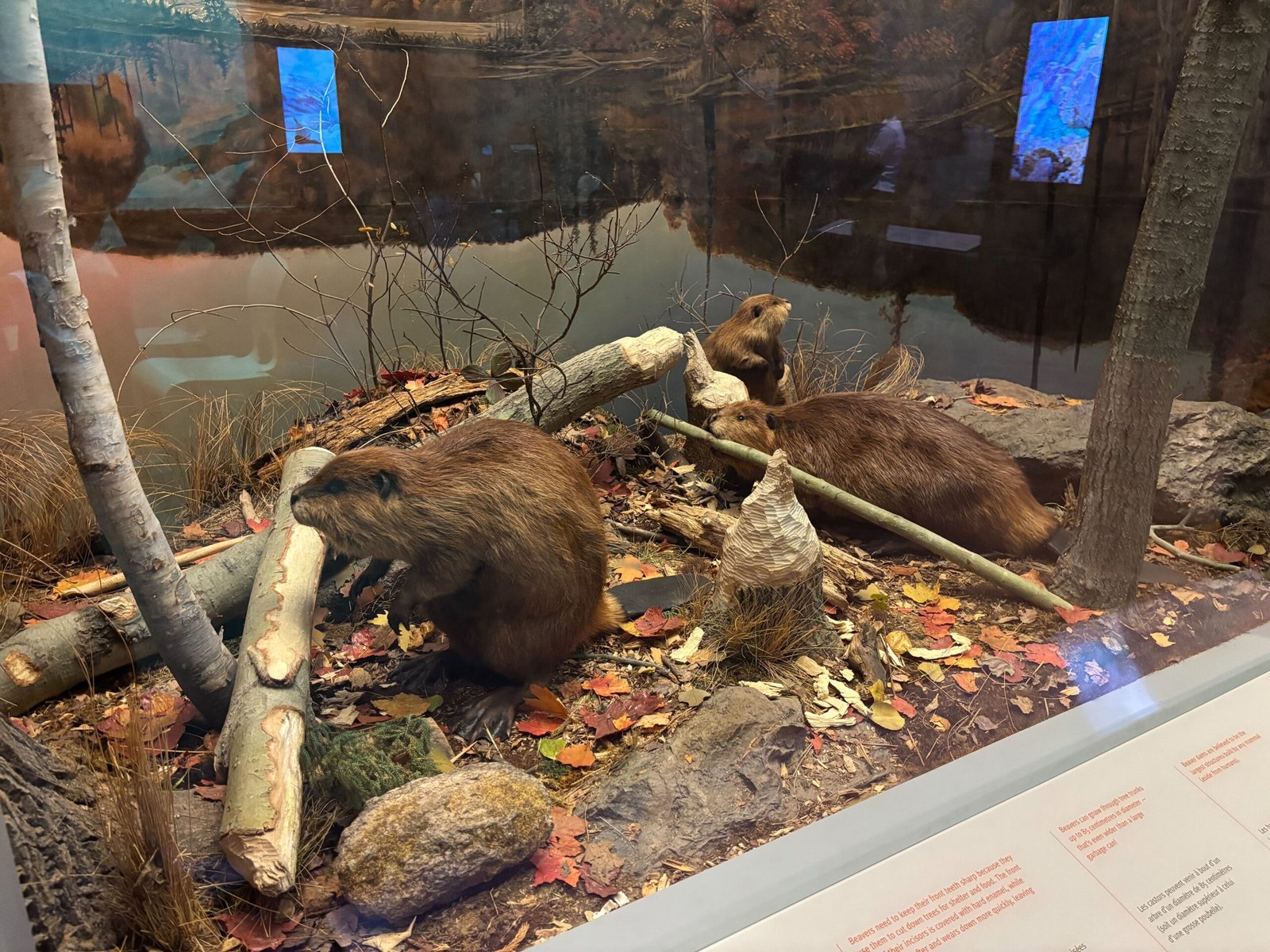Diorama showing three beavers building a lodge in a forest setting
