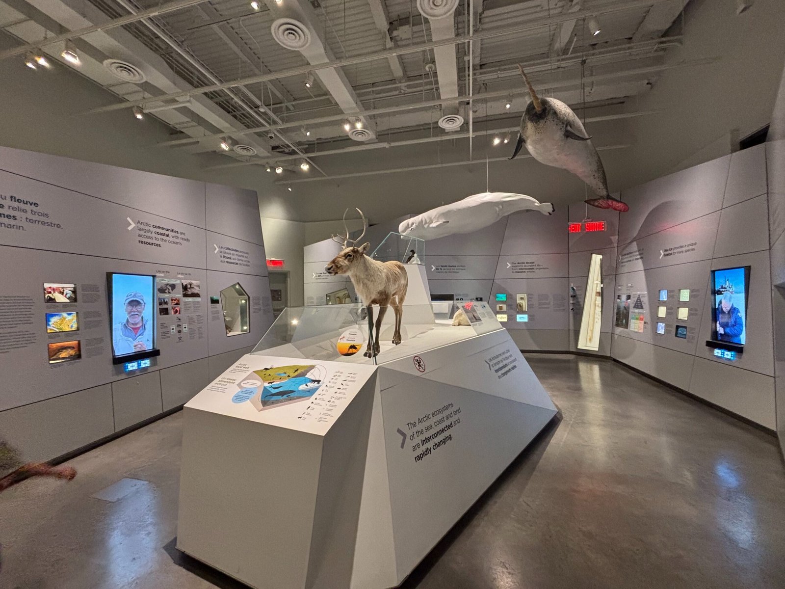 Caribou and whale models in an exhibit about Arctic environments