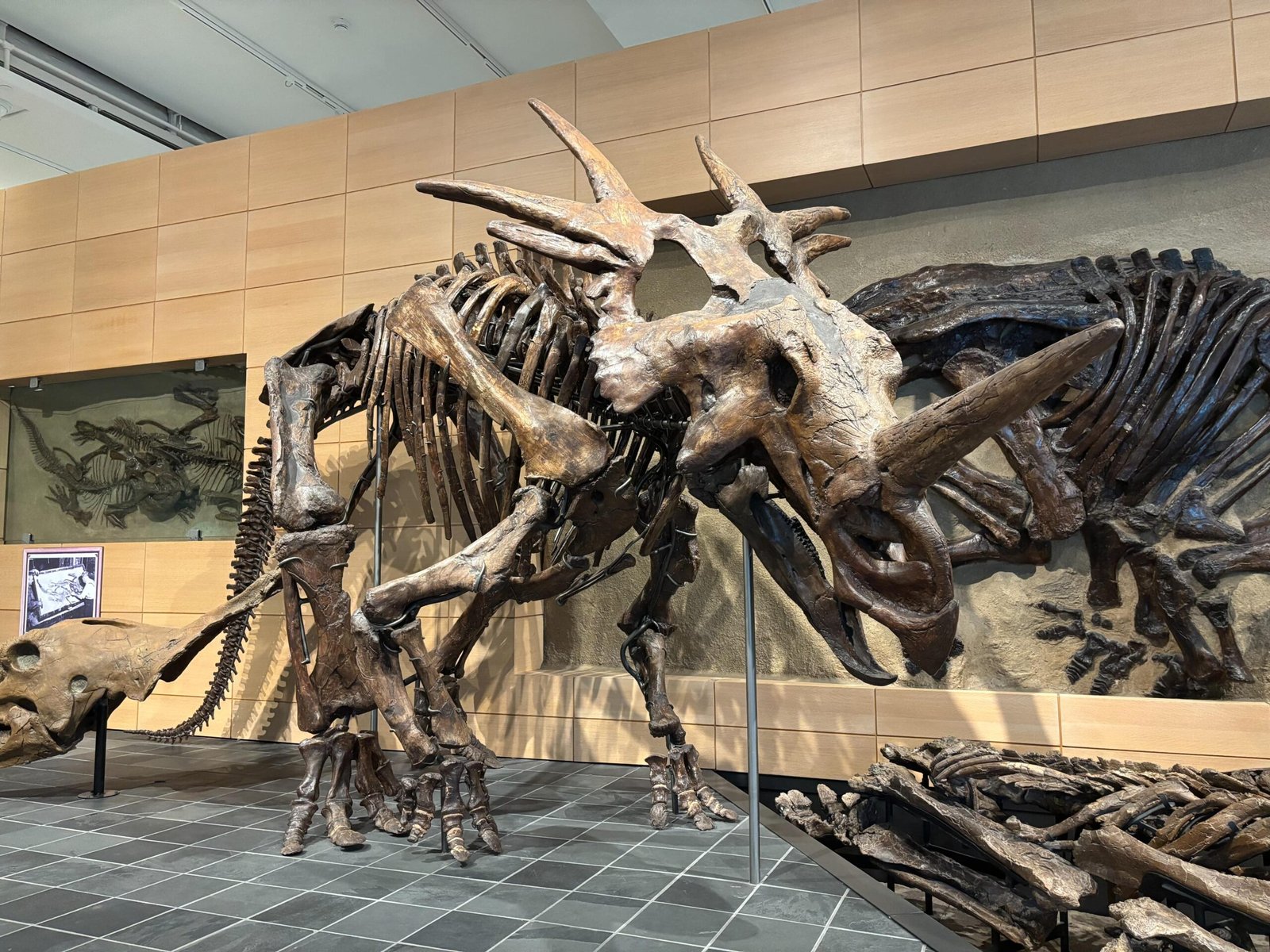Triceratops fossil skeleton on display at the Canadian Museum of Nature