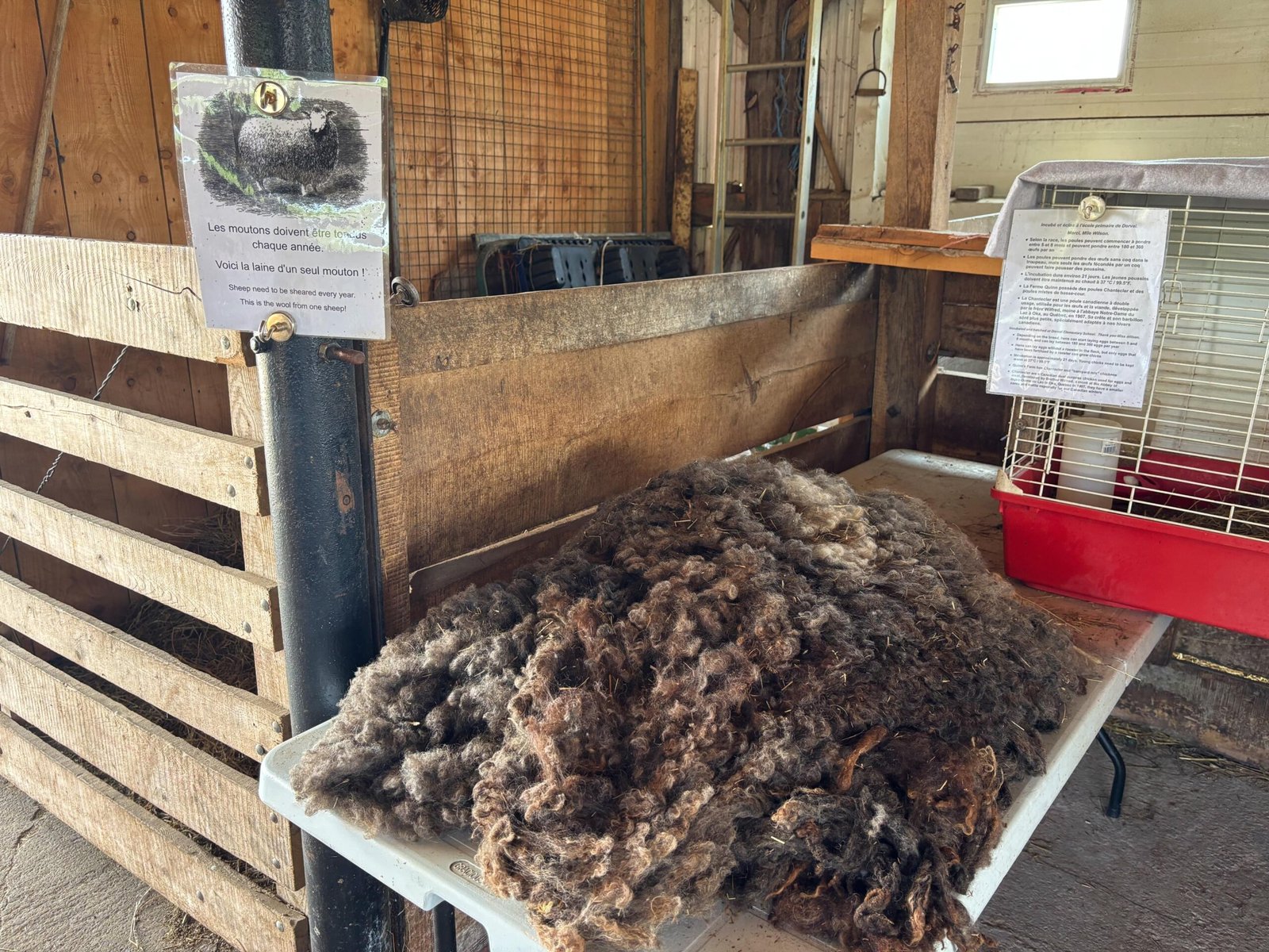 Sheep wool displayed on a table with farm signs in the background at Quinn Farm.