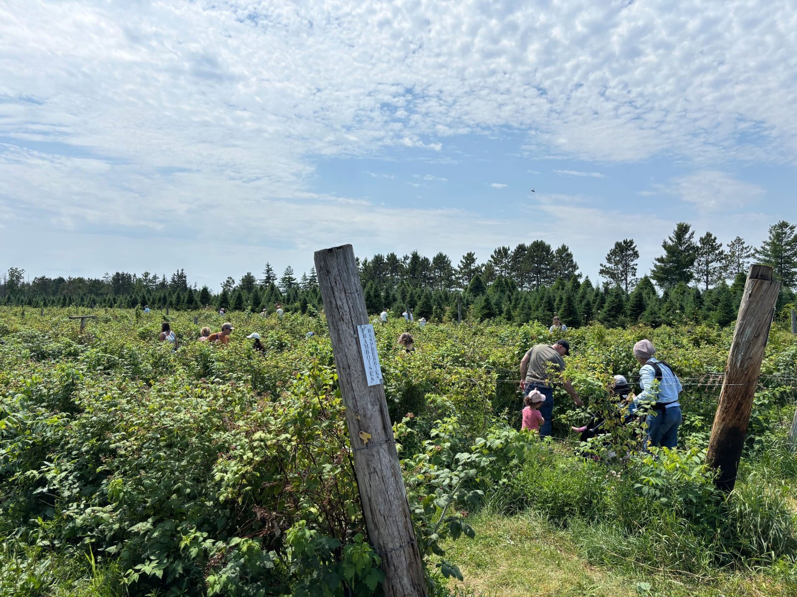 Families picking berries in a large raspberry field at Quinn Farm on a clear summer day.