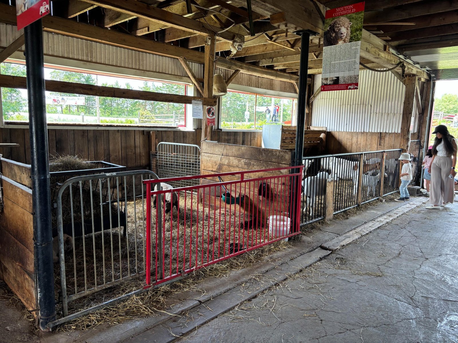 Families visiting the barn stalls to see goats and sheep at Quinn Farm's petting area.