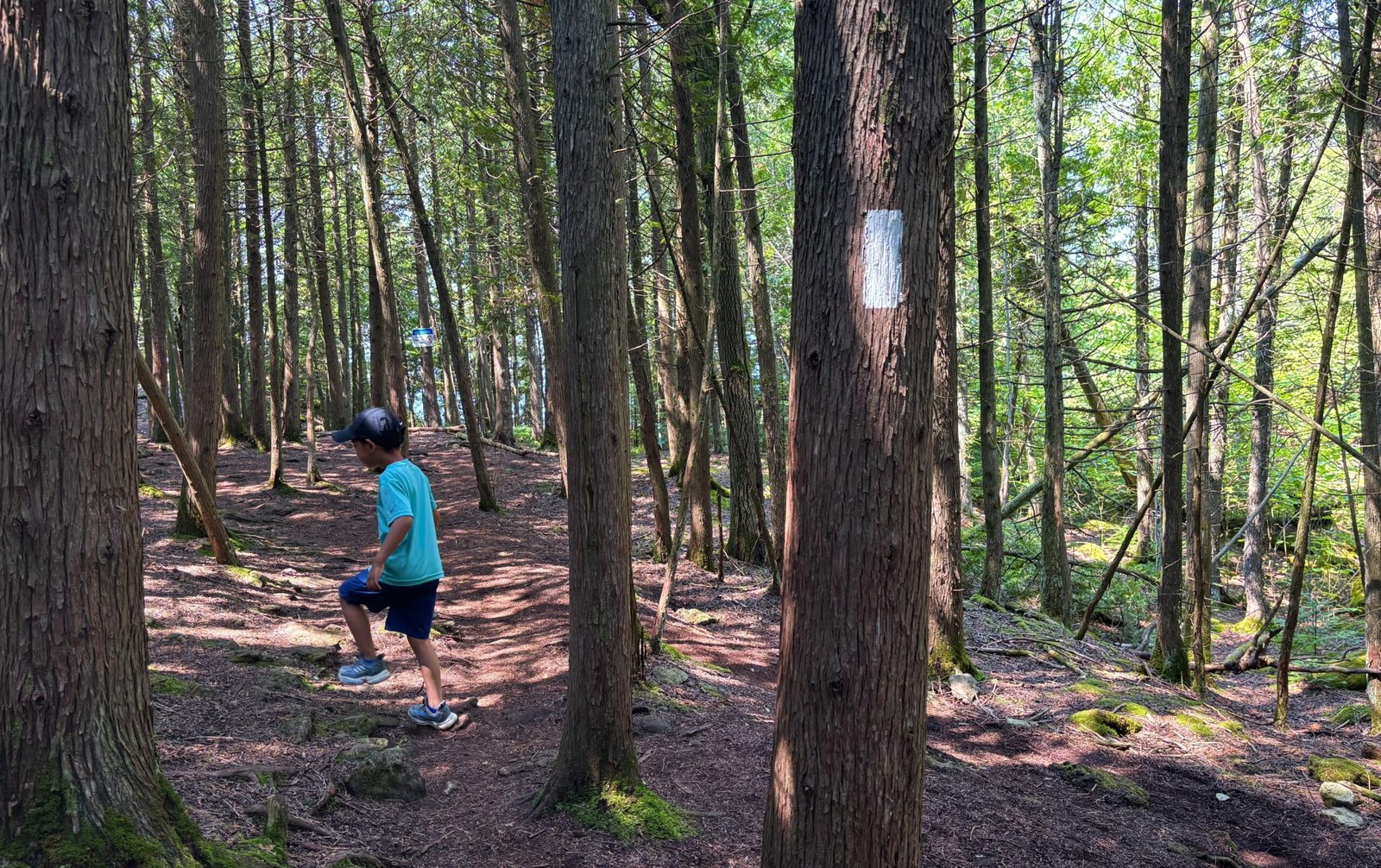 Child hiking along the Bruce Trail at Lion’s Head, with white trail marker painted on a tree trunk in the forest.