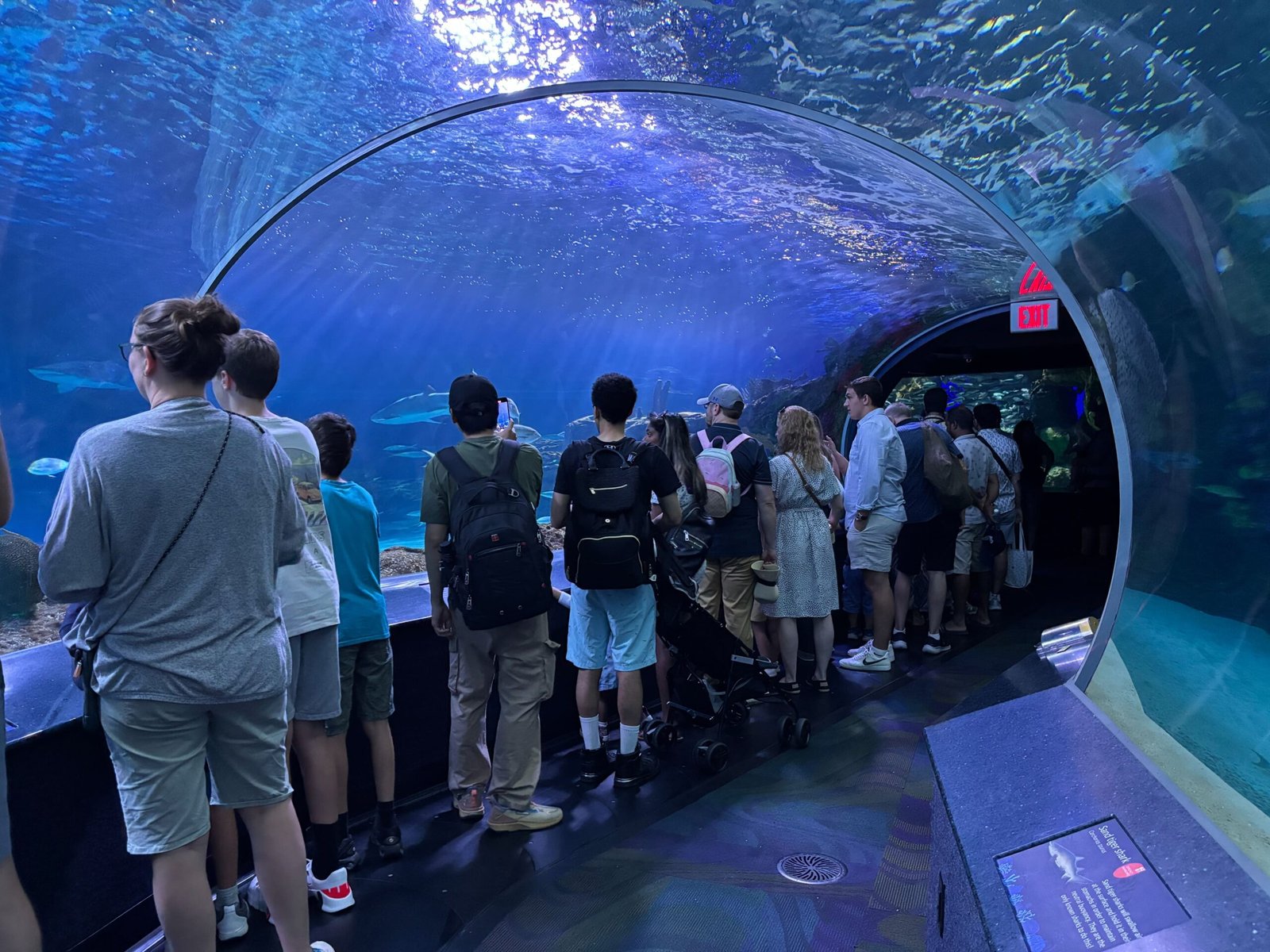 Visitors standing inside the glass tunnel, looking at large fish and sharks swimming above.