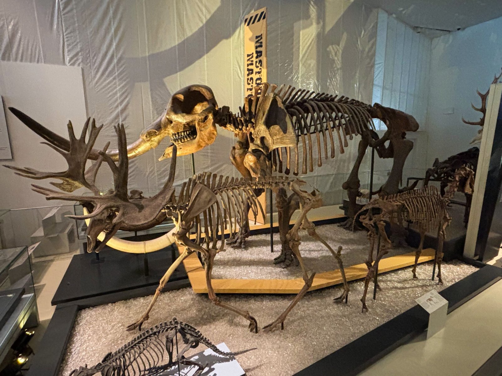 Fossil skeletons of a mastodon and giant elk in the dinosaur and fossil gallery at the ROM.