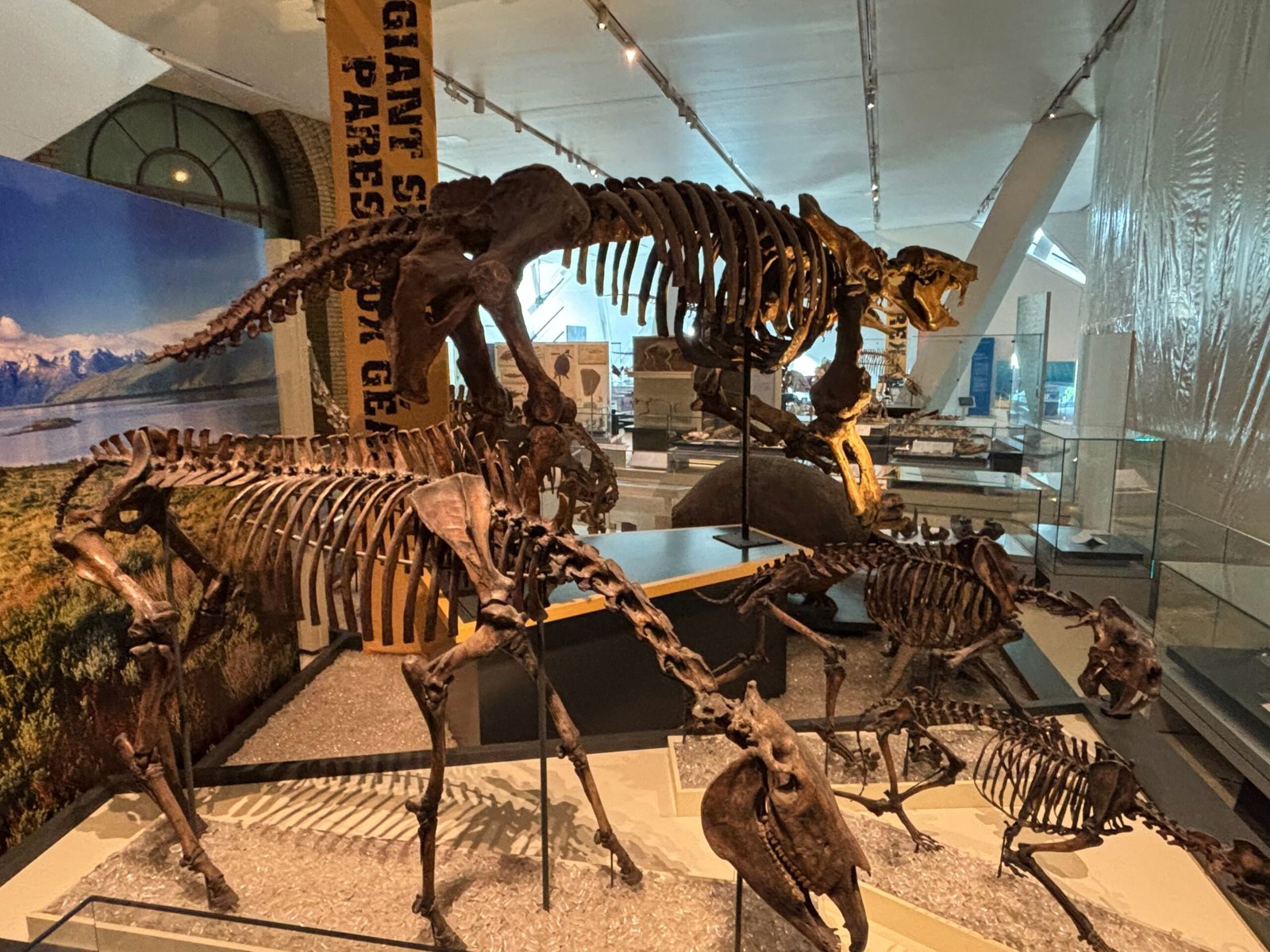 Fossil skeletons of prehistoric mammals on display at the Royal Ontario Museum.