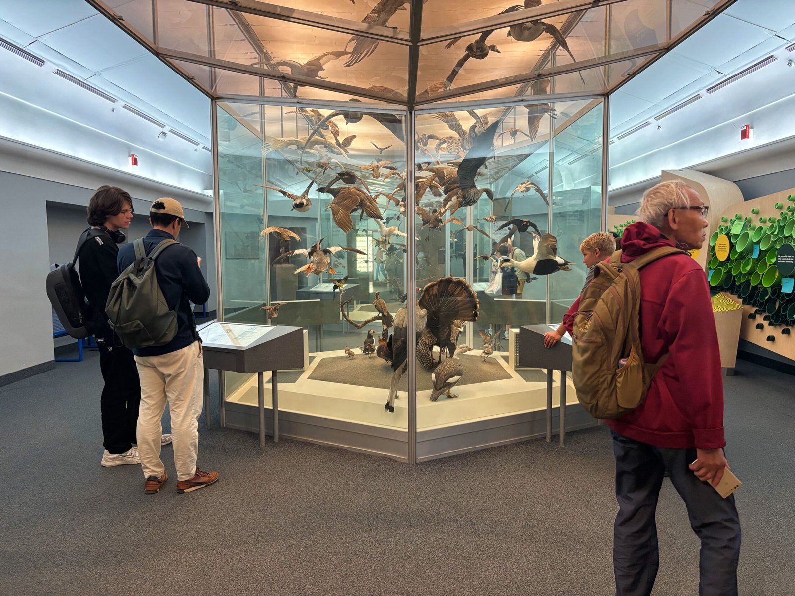Exhibit of preserved birds in flight at the Royal Ontario Museum’s natural history section.