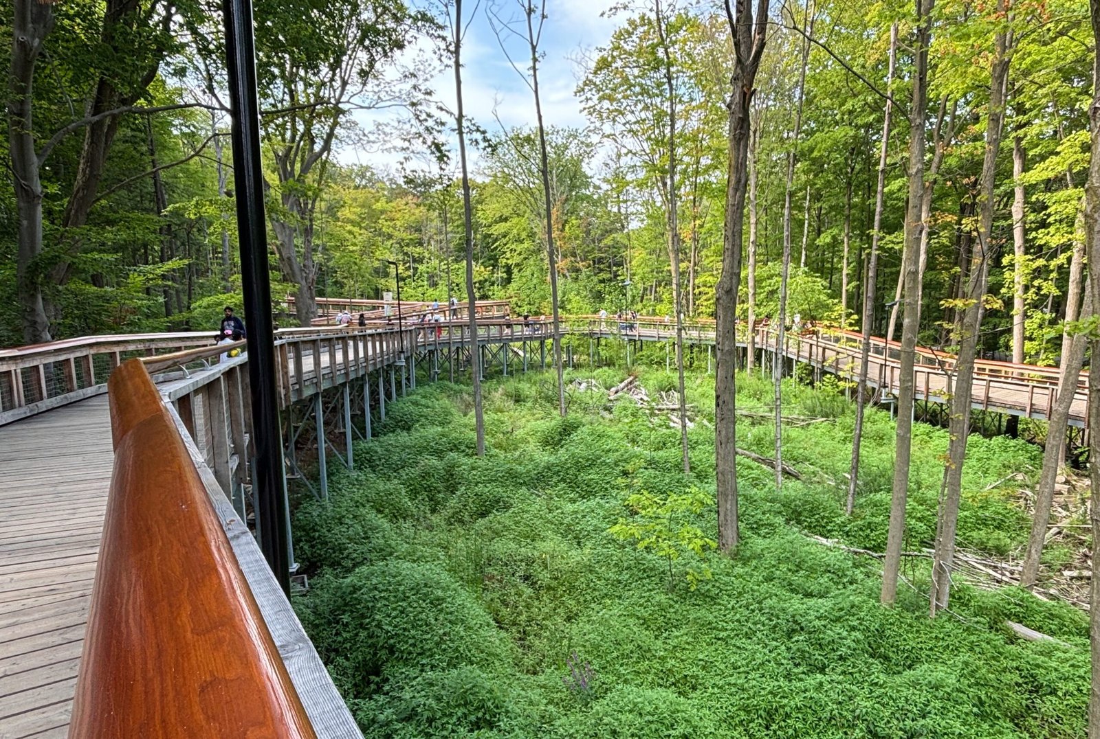 Elevated wooden boardwalk winding through a lush green forest area.