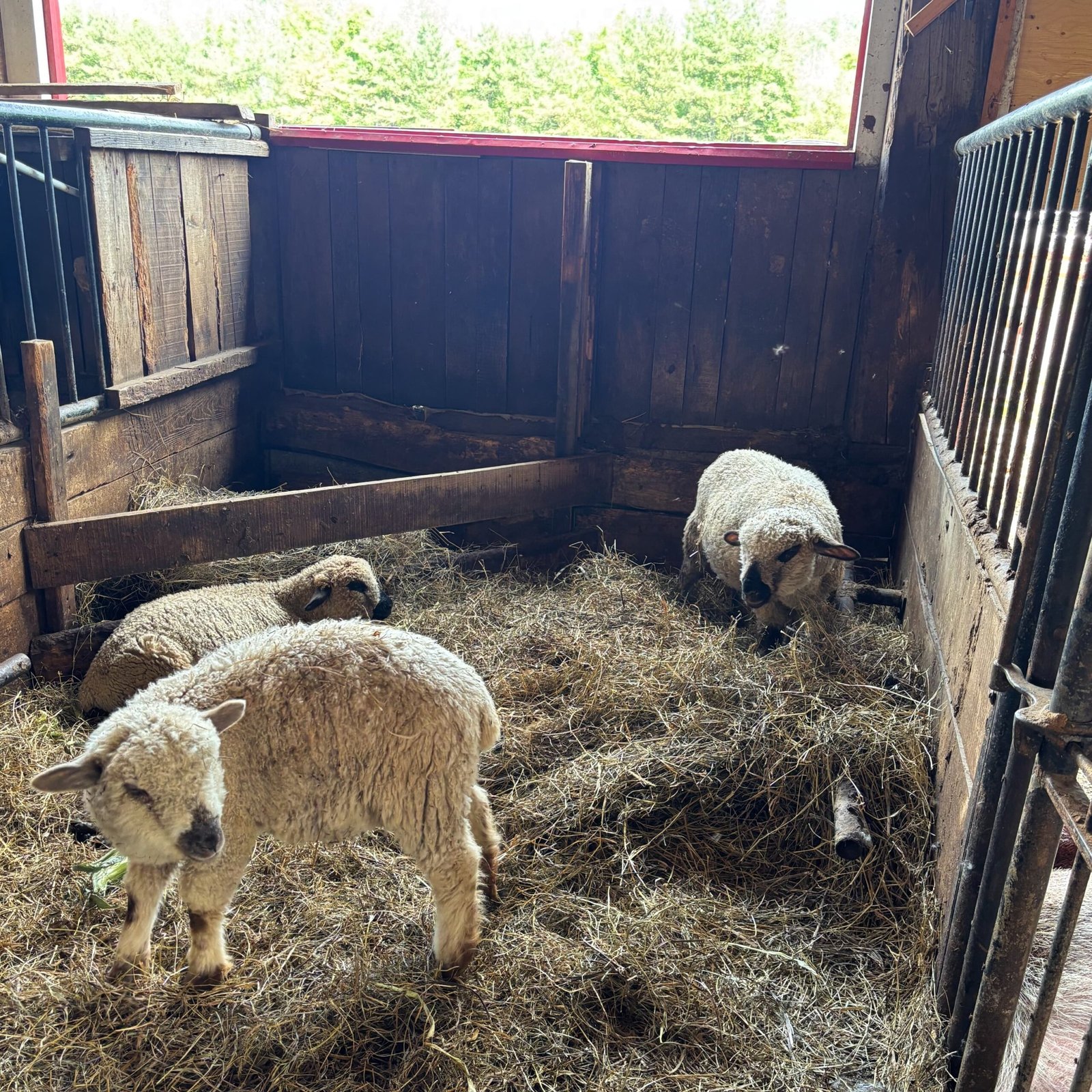 Lambs lying on straw bedding inside a wooden animal pen at Quinn Farm.