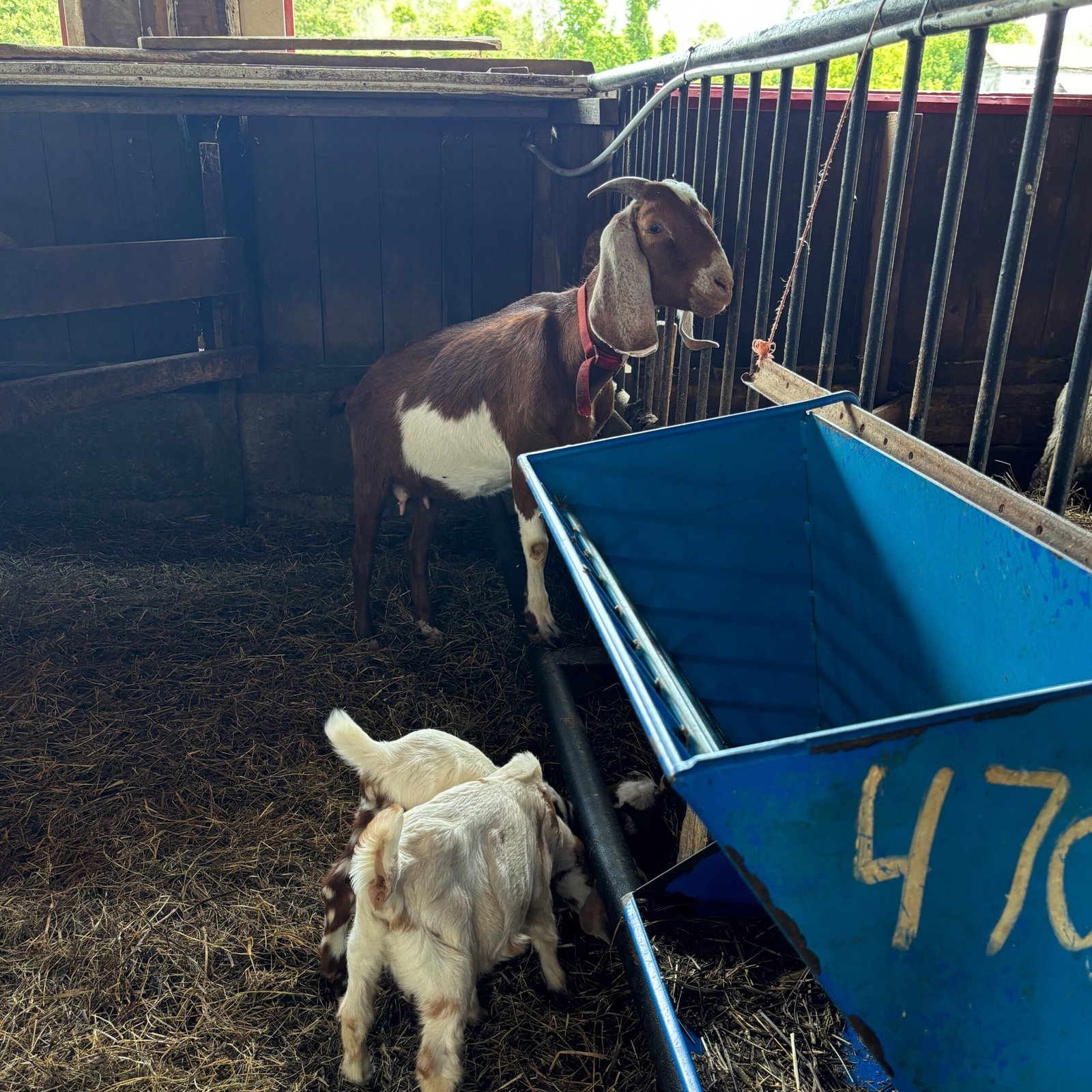 Goat and two kids inside a barn next to a blue food bin at Quinn Farm.