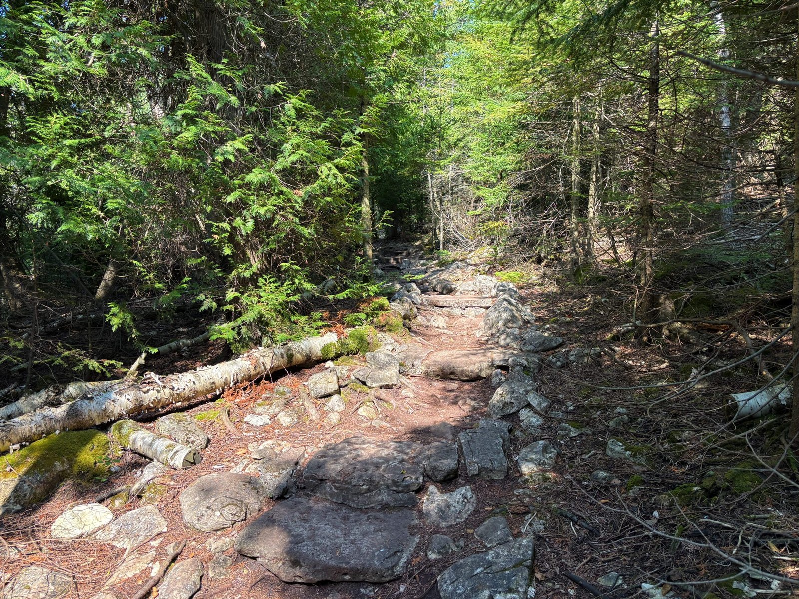 Rocky forest trail with tree roots and stones along the ground, surrounded by dense evergreens.