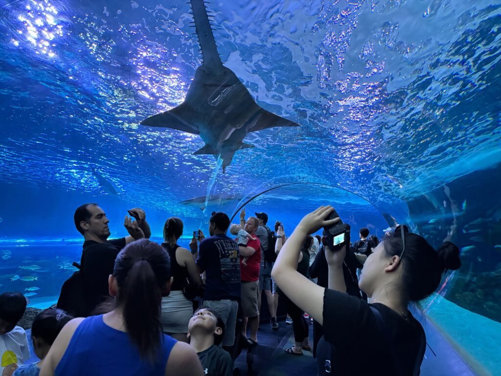 Visitors walking through the Dangerous Lagoon tunnel while a large sawfish swims overhead.