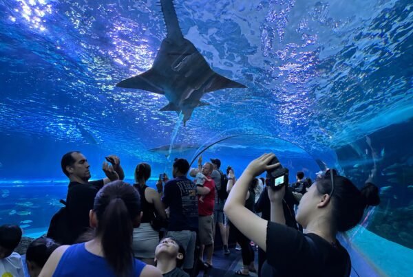 Visitors walking through the Dangerous Lagoon tunnel while a large sawfish swims overhead.