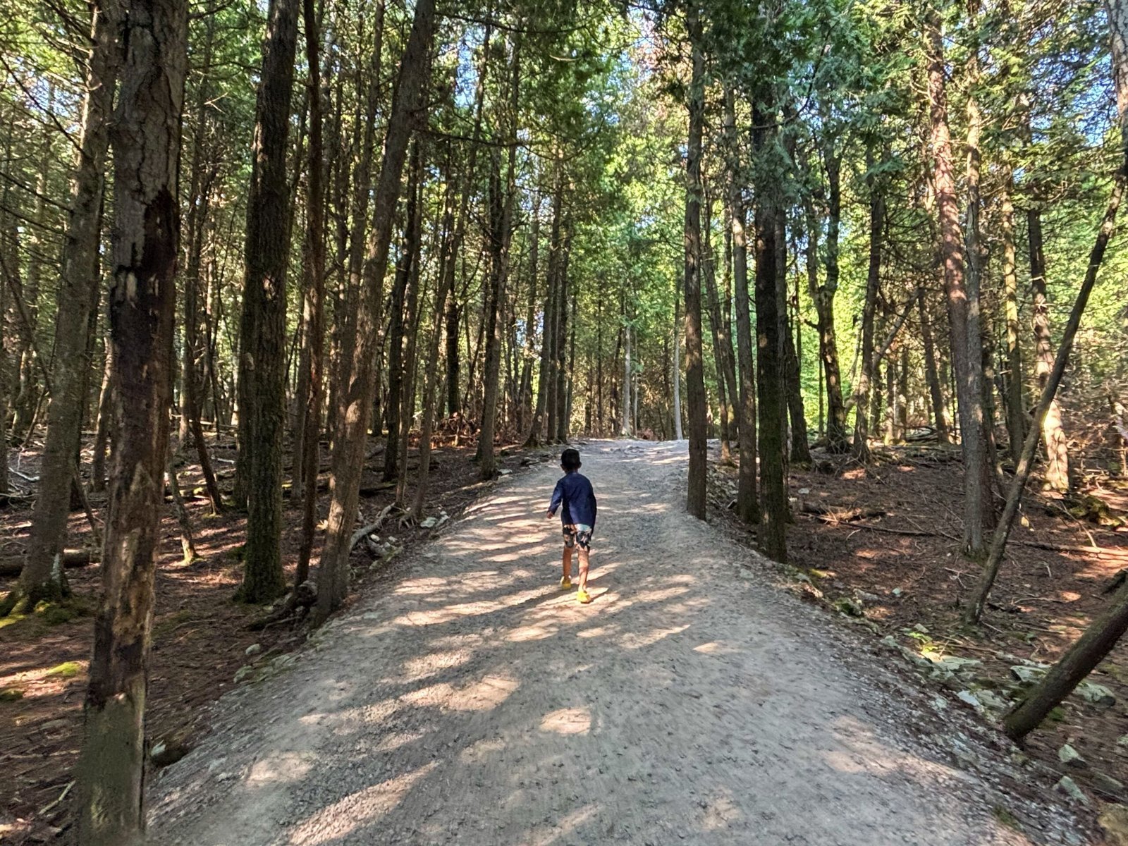 Child walking on a wide forest path surrounded by tall trees on the trail to the Grotto in Bruce Peninsula National Park.