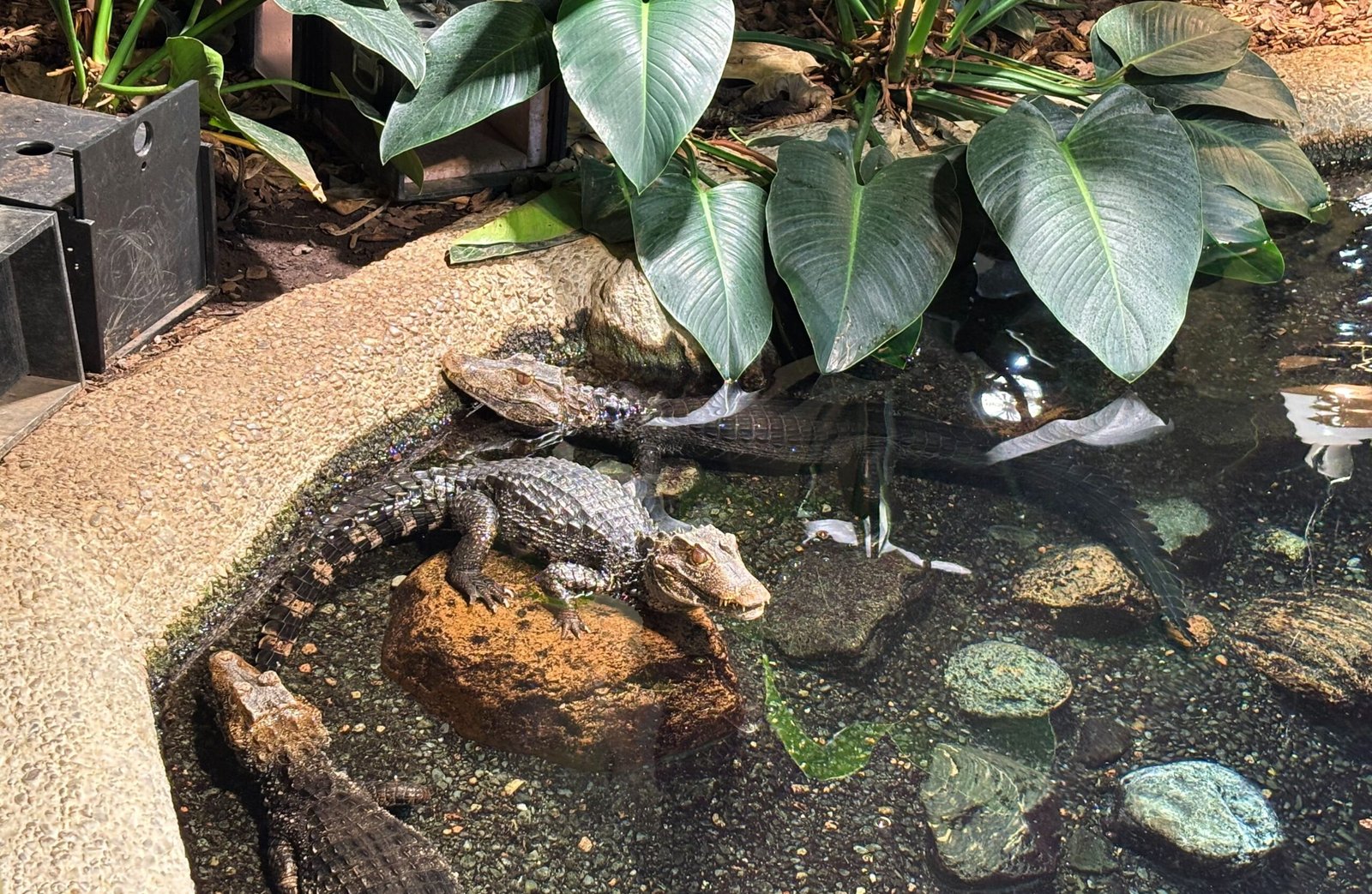 Several small crocodilians resting on rocks and in shallow water inside their enclosure.