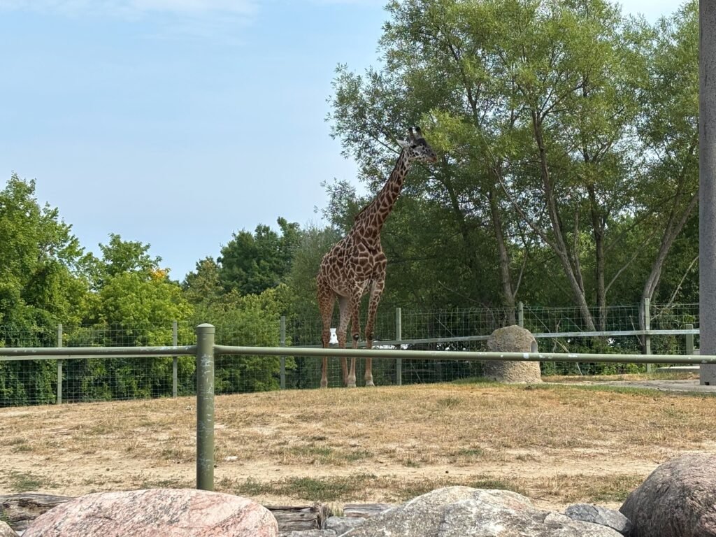 A giraffe standing in its outdoor enclosure surrounded by grass, trees, and fencing.
