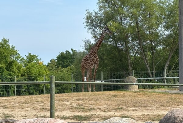A giraffe standing in its outdoor enclosure surrounded by grass, trees, and fencing.