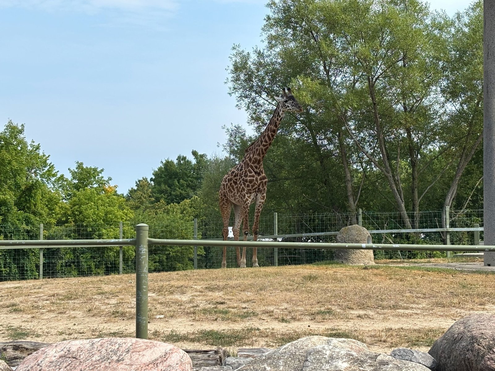 A giraffe standing in its outdoor enclosure surrounded by grass, trees, and fencing.