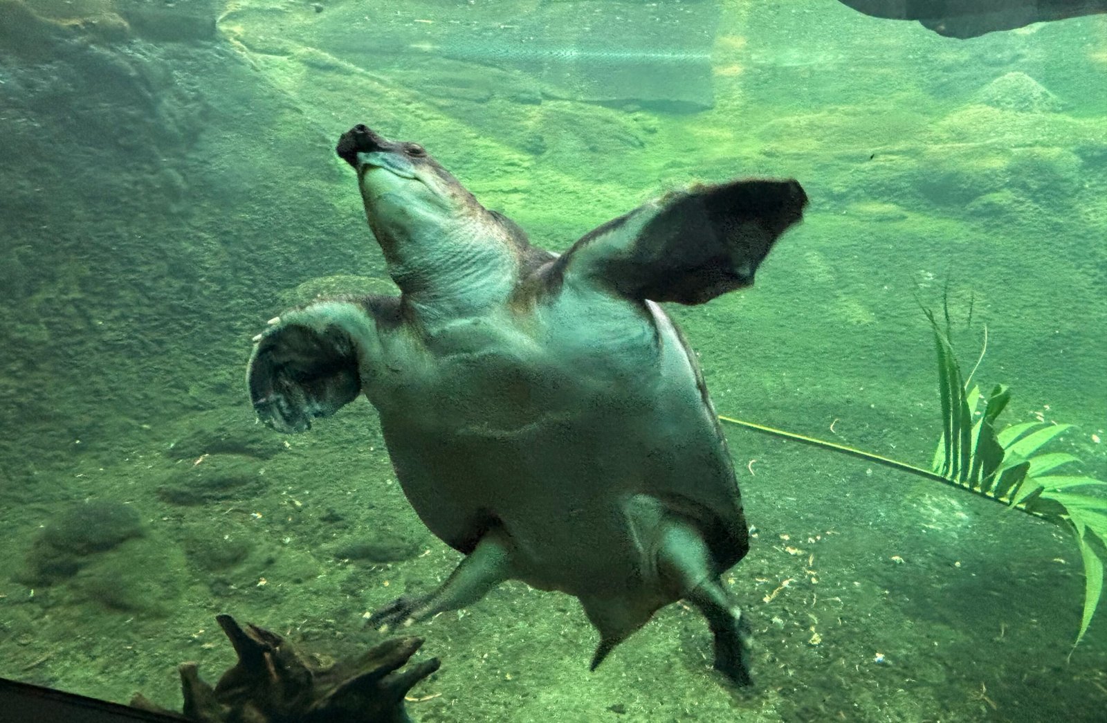 Freshwater turtle swimming underwater at the Toronto Zoo’s Indo-Malaya pavilion.