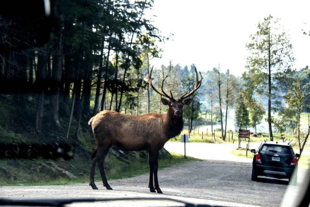 Large elk with antlers standing on the road at Parc Omega as visitors drive through the wildlife park