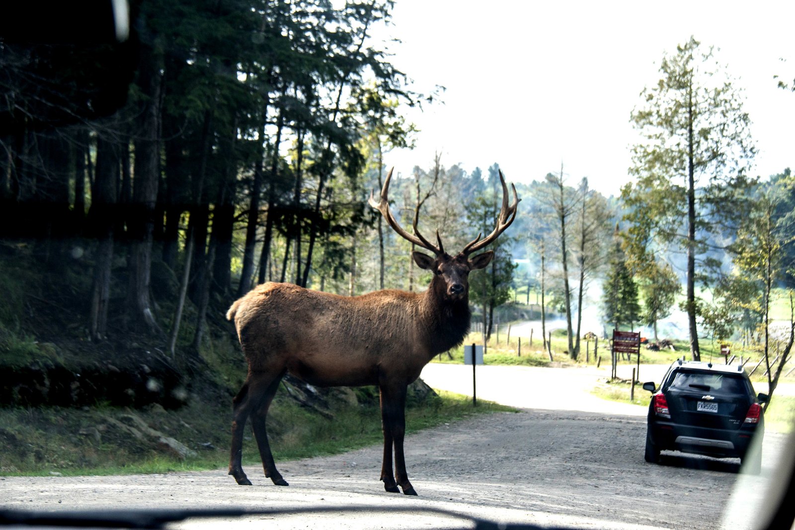 Top 10 Tips for Visiting Parc Omega (Québec’s Drive-Through Canadian Wildlife Park)